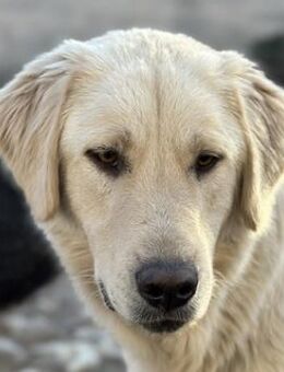 Nebula, geb. ca. 07/2023, Griechenland - Markdorf