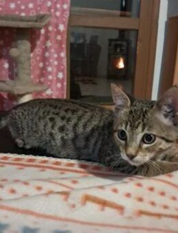 Zeus aus dem Tierschutz - Grevenbroich