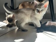 1 Kitten abzugeben / BKH-Siam Mix - Velbert