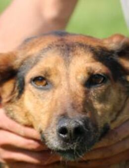 Patia - sehr zutraulich u. kinderlieb - Lohra