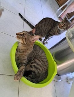 Remi& Rio- Geschwisterpaar - Ellerbek