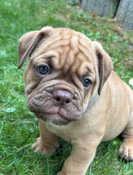 🐶 Wunderschöne English Bulldog Welpen suchen ein liebevolles Zuhause 🏡 - Saldenburg