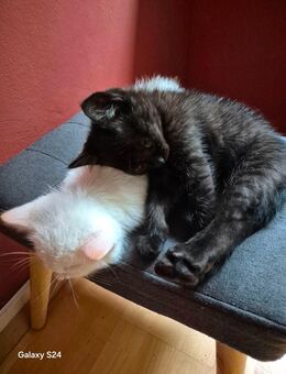 Katzenbabys in Frankfurt abholbereit (W/M) ,Baby Katzen, Kätzchen BKH in Frankfurt, Kitten in Frankfurt, Mischlingskatze - Frankfurt (Main)