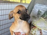Ayla auf der Suche nach ihrer Familie - Bissingen