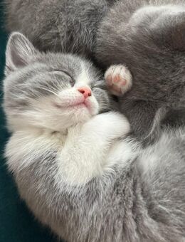 Reinrassige BKH Kitten - Gummersbach Zentrum