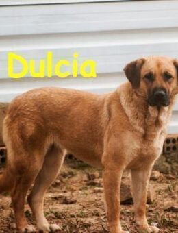 Dulcia elegante, sanfte Seele 12/19 ESP - Ruppertsecken