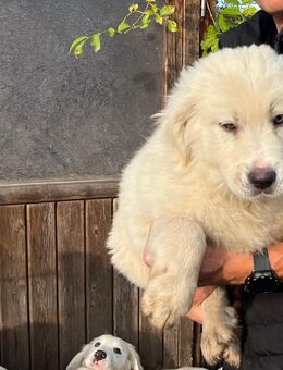 Pyrenäen Herdenschutzhund Welpen - Dreetz (Brandenburg)