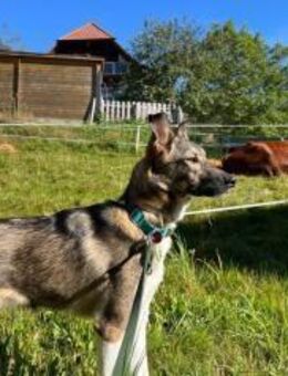 Mingo sucht ein neues Zuhause - München