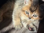 BKH katzenbabys kitten nur noch 2 Kater - Prien (Chiemsee)