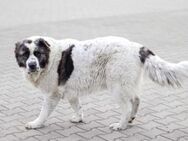 Gracie sucht ein großes Körbchen - München