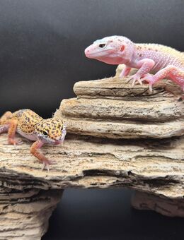 Wunderschöne super zahme Leopardgecko Jungtiere 2025 - Jüchen