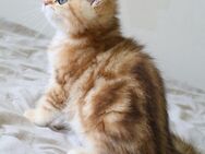 Reinrassige BKH Katze ny 22 black golden tabby Stammbaum - Hof