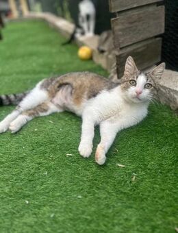 🌸 Liebe Sisi sucht Familie 🌸 - Eislingen (Fils)