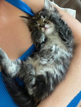 Maine-Coon x Norwegisch/Sibirische Waldkatzen Mix Kitten - Riegsee