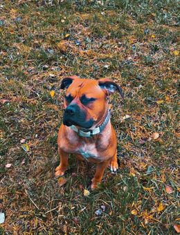 Liebevolle Hündin sucht neues Zuhause - Bad Bederkesa