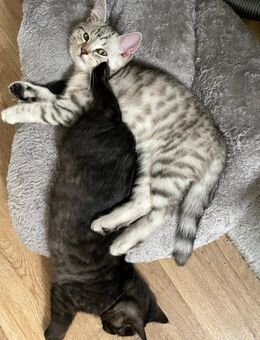 Zwei junge Kater suchen ein liebevolles Zuhause 🐾 - Oberhausen