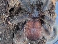 Avicularia velutina 0.1 adult ,weibchen - Lübtheen Zentrum