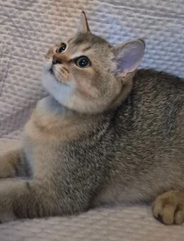 Reinrassige BKH KITTEN - Berlin