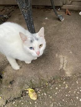 Pearl aus dem Tierschutz Kreta - Grevenbroich