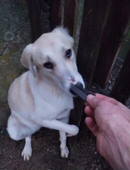 Gloria 60 cm - Alpenrod