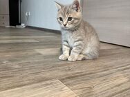 Britische kurzhaar baby katzen - Siegen (Universitätsstadt)