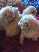 2 BKH Babykater halbadelig in 44651