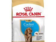 Royal Canin Cocker Puppy - 3 kg