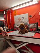 Kleine Toy Pudel Hündin asiatische Linie Farbe rot 2 J.4 Monate mit FCI Pap. in 09648