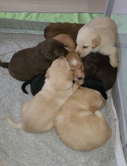 Aussiedor (Australien Shepherd - Labrador) Welpen - Waldershof