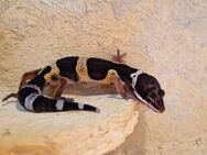 Leopardgecko Nachzucht 0.1 Black Night / Wildtyp NZ 09/2024 - Saalfeld (Saale)