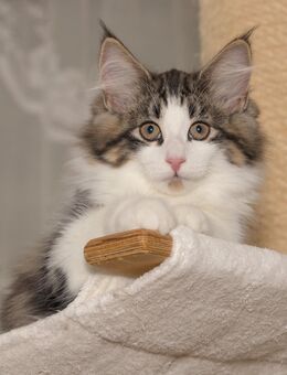 Norwegische Waldkatze Kitten Jette mit Papieren - Chemnitz