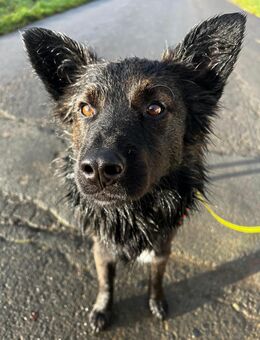 Fino, menschenbezogen, 45 cm 16 Kg - Schmitten