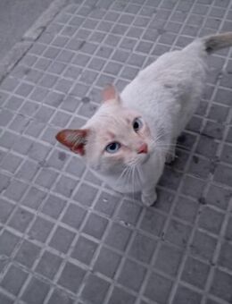 Kasper - lieber und sozialer Redpoint - Walluf