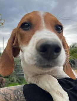 Bandi ist bereit für eine Familie - Schmitten