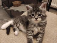 Süßes reinrassiges Maine Coon Kitten - Essen