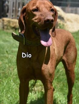 DIO - Donzdorf