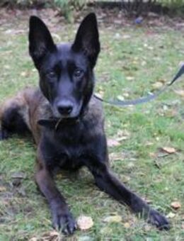 Makeba, sucht ruhiges erfahrenes Zuhause - Neuhausen (Spree)