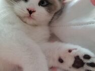 Wunderschöner Reinrassige BKH Kater. - Geislingen (Steige)