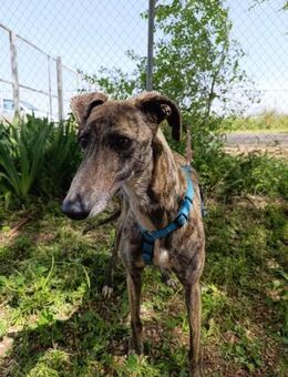 Pirita; Augen zum dahin schmelzen - Geilenkirchen