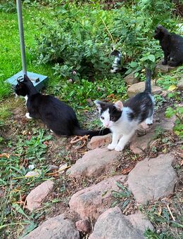 Zwei Katzenjunge / Mutter 50% Siam - Haunetal