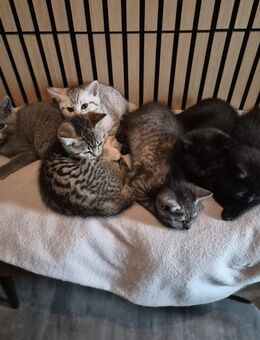 Mischlings kitten - Neutraubling