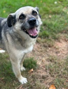 JAMIE - neugierig, lieb und verträglich - Aerzen