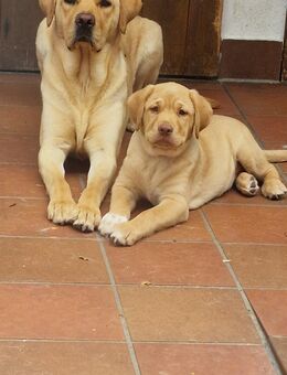 Labrador Retrevier Welpen - Schrozberg