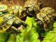 Landschildkröten in 99947