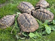 Gruppe Griechische Landschildkröten abzugeben - Großenwiehe