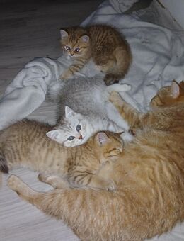3 süße BKH Kitten suchen ein liebevolles zuhause - Nürnberg