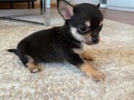 Süße reinrassige Chihuahua Welpen - Buseck