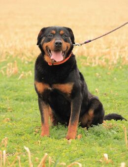 Delgado-VA, Rottweiler mit großem Herz - Neustadt (Rübenberge)