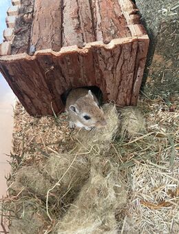 Rennmaus Weibchen sucht Zuhause - Hessisch Oldendorf Zentrum