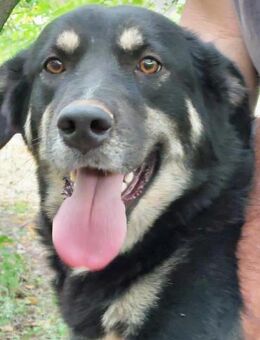 Rosie hat ein großes Herz ❤️ - Oberhausen